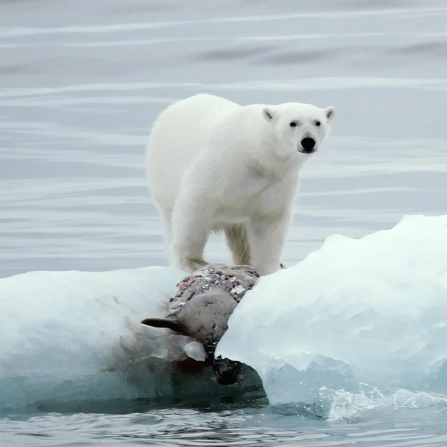 The Northwest passage; more than just ice…

‘Beothuk’ had an experienced ice pilot and expedition leader aboard, “who organised where we were going and what we were doing,” says Samuelson. “He took the boss ashore by Zodiac tender to spot wildlife, carrying his rifle for safety. We saw tons of polar bears with their cubs, including one tucking into a seal, as well as beluga whales, Arctic foxes and muskox’”

Read the full article through the link in bio. 

#oceangoing #circumnavigation #coastalcruising  #northwestpassage @eyosexpeditions #explorer #exploreryacht #trawler #trawlertalk #yacht #yachting #yachtlife #wildlife #marinelife #yachtdesign #navalarchitecture @vripackdesign #doggersbank #dutchbuild #comfort #safety #experience #community #yachtcommunity 

Photos by captain @aleckjsamuelson